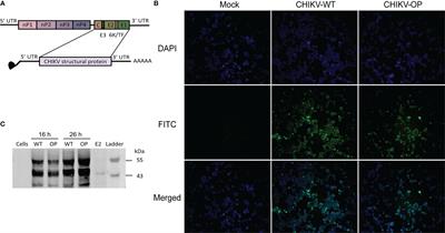 Construction and immunogenicity of an mRNA vaccine against chikungunya virus